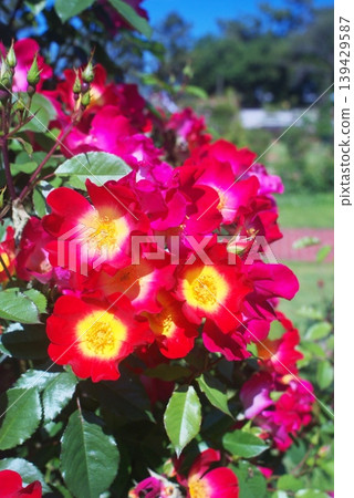 在濱寺公園的玫瑰園 在濱寺公園的玫瑰園 139429587