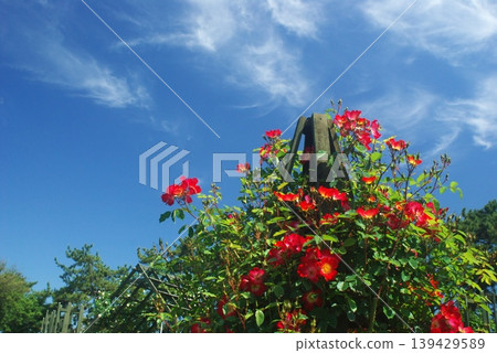 At the rose garden in Hamadera Park 139429589