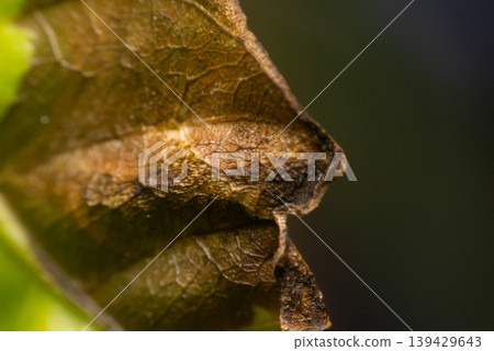 Closeup of dry brown leaf showing cracked texture and curled edge natural decay pattern with warm tones and soft background botanical detail 139429643