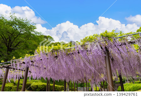Rengeji Park, Fujieda City, Shizuoka Prefecture Rengeji Park, Fujieda City, Shizuoka Prefecture 139429761