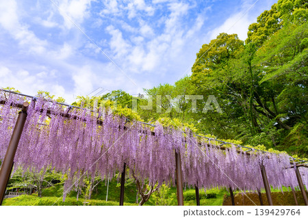 Rengeji Park, Fujieda City, Shizuoka Prefecture Rengeji Park, Fujieda City, Shizuoka Prefecture 139429764