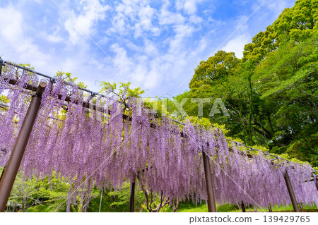Rengeji Park, Fujieda City, Shizuoka Prefecture Rengeji Park, Fujieda City, Shizuoka Prefecture 139429765