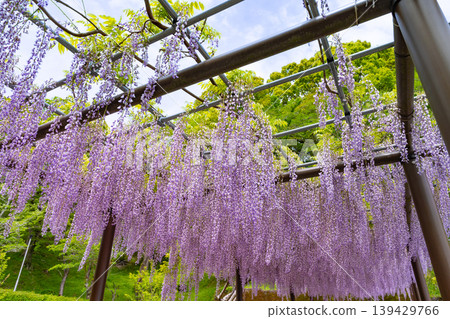 Rengeji Park, Fujieda City, Shizuoka Prefecture Rengeji Park, Fujieda City, Shizuoka Prefecture 139429766