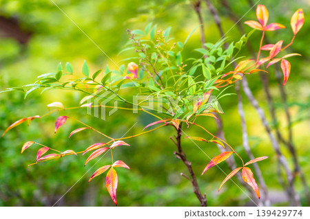 花園裡種植的南天竹葉子和散景背景。 花園裡種植的南天竹葉子和散景背景。 139429774