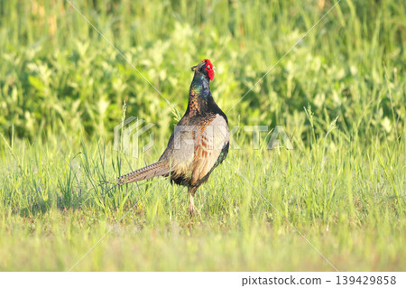 pheasant pheasant 139429858