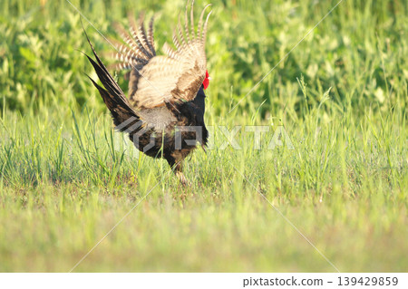 pheasant pheasant 139429859