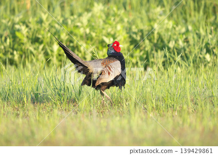 pheasant pheasant 139429861