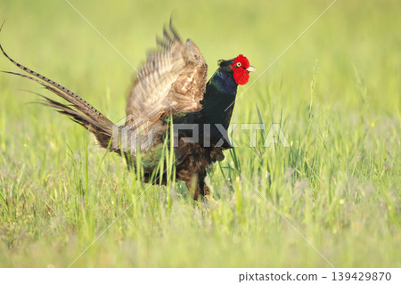 pheasant  139429870