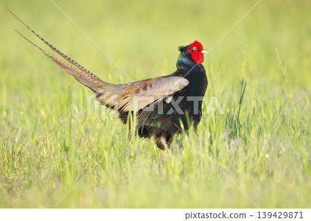 pheasant  139429871