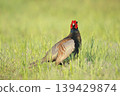 pheasant  139429874
