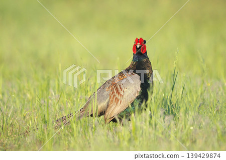 pheasant pheasant 139429874