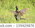 pheasant  139429876