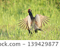 pheasant  139429877