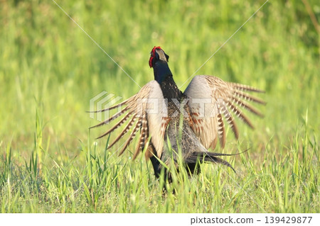 pheasant pheasant 139429877