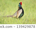 pheasant  139429878