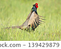 pheasant  139429879