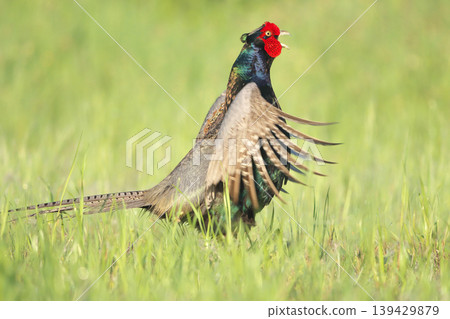 pheasant pheasant 139429879