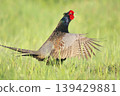 pheasant  139429881