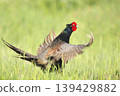 pheasant  139429882