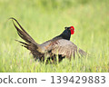 pheasant  139429883