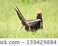 pheasant  139429884
