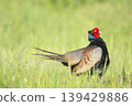 pheasant  139429886
