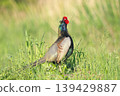 pheasant  139429887
