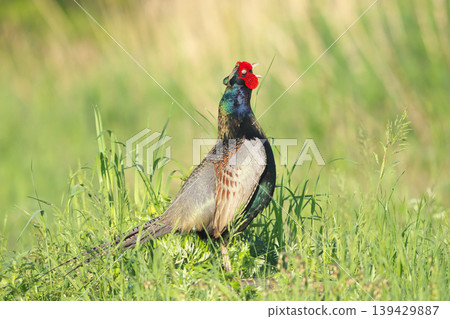 pheasant pheasant 139429887
