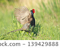 pheasant  139429888
