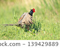 pheasant  139429889