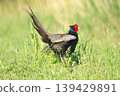 pheasant  139429891