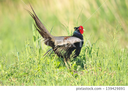pheasant pheasant 139429891