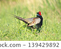 pheasant  139429892