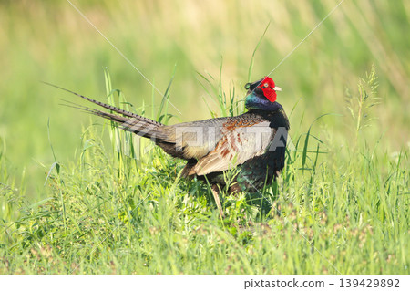 pheasant pheasant 139429892