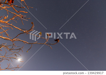 A cloudless night sky with stars and the moon, and trees with fewer leaves. A cloudless night sky with stars and the moon, and trees with fewer leaves. 139429917