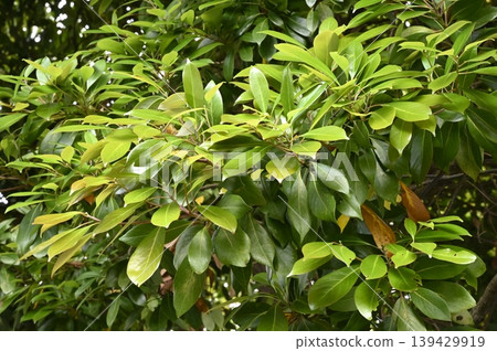 New leaf of Tabinoki New leaf of Tabinoki 139429919