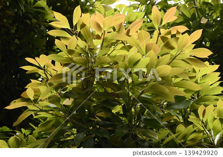 New leaf of Tabinoki New leaf of Tabinoki 139429920