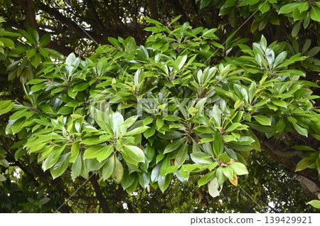 New leaf of Tabinoki 139429921
