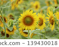 A blurred photo of a field of sunflowers. 139430018