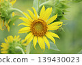 A blurred shot of a single sunflower among a cluster of other sunflowers. 139430023
