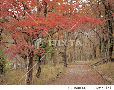 一條由紅色楓葉構成的隧道和一條靜謐的步道 一條由紅色楓葉構成的隧道和一條靜謐的步道 139430161