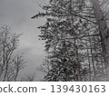 一棵神秘的樹，樹上覆蓋著一層朦朧的雪。 139430163