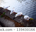 鳥類藝術家照片 139430166