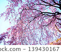 湛藍的天空，盛開的櫻花。 139430167