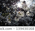 一束陽光穿透櫻花。 139430168