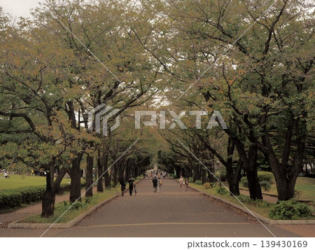 An elegant autumn stroll in the afternoon An elegant autumn stroll in the afternoon 139430169