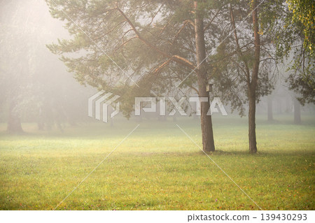 Misty morning in the park, sunlight filtering through trees and illuminating the grass. Misty morning in the park, sunlight filtering through trees and illuminating the grass. 139430293