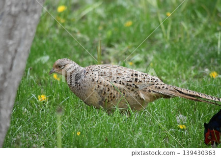 female pheasant 139430363