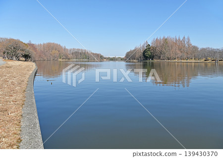 The waterside path in Mizumoto Park offers a sense of openness in winter, with a tranquil pond reflecting the blue sky and a forest of metasequoia trees. The waterside path in Mizumoto Park offers a sense of openness in winter, with a tranquil pond reflecting the blue sky and a forest of metasequoia trees. 139430370