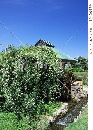 At the rose garden in Hamadera Park 139430429